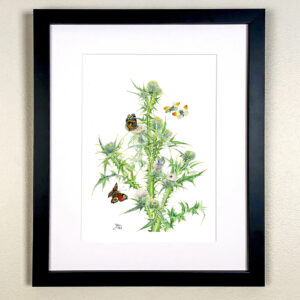 Scottish Thistle and butterflies Peacock, Orange Tip,  Red Admiral & Large Blue.  National Flower of Scotland.