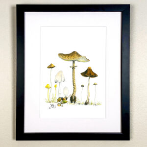 Fungi - Yellow Field cap, Coprinellus impatiens, Flocculose Inkcap & type of Parasol. Autumn in the UK.