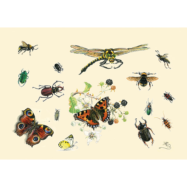 MM355C Various insect card