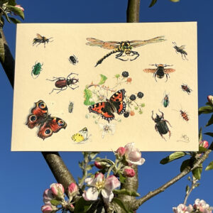 MM355C Various insect card