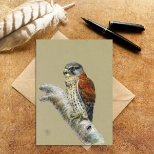 Male Kestrel